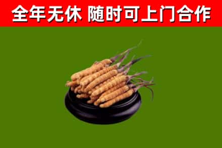 大竹县回收冬虫夏草